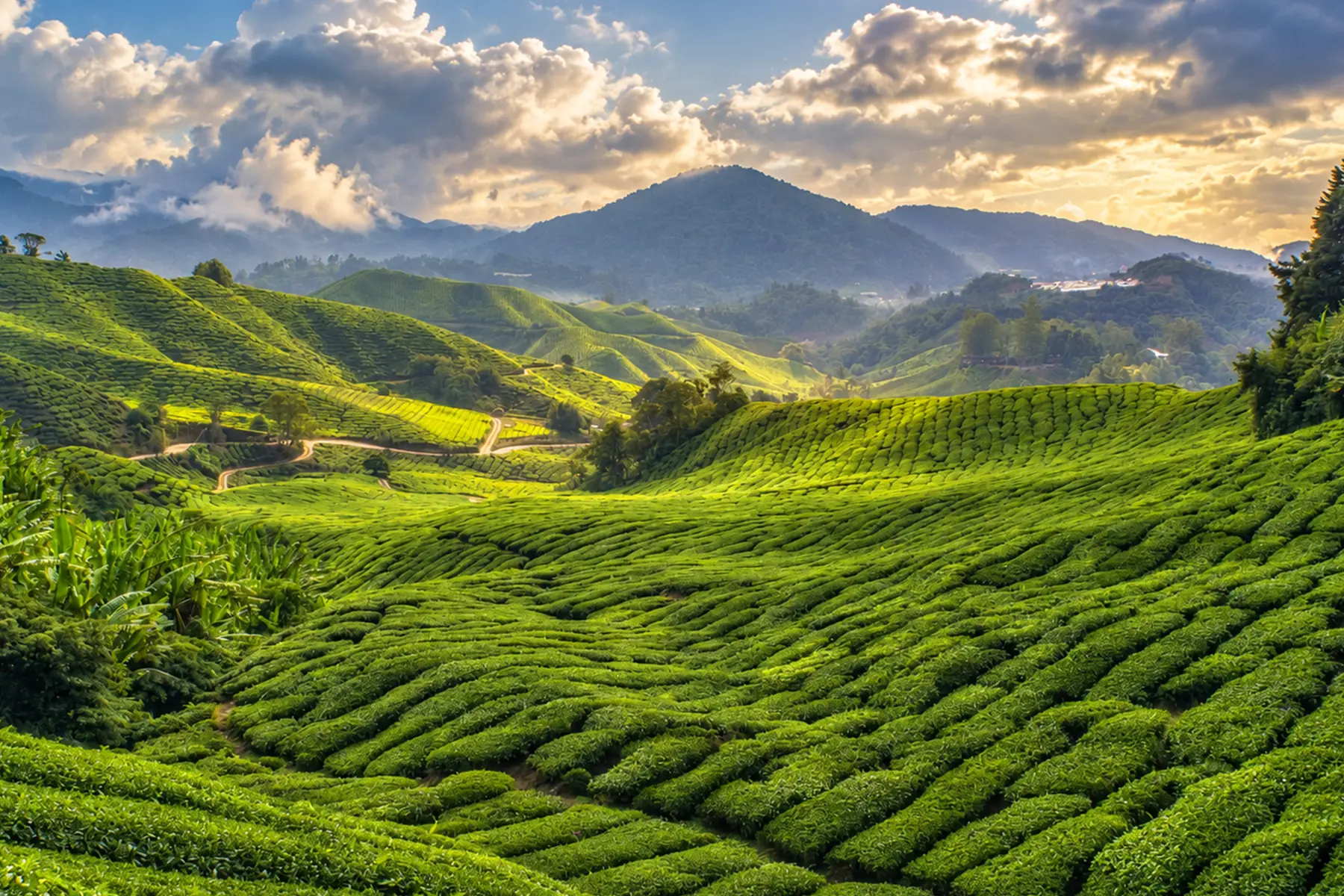 Tea country in Sri Lanka