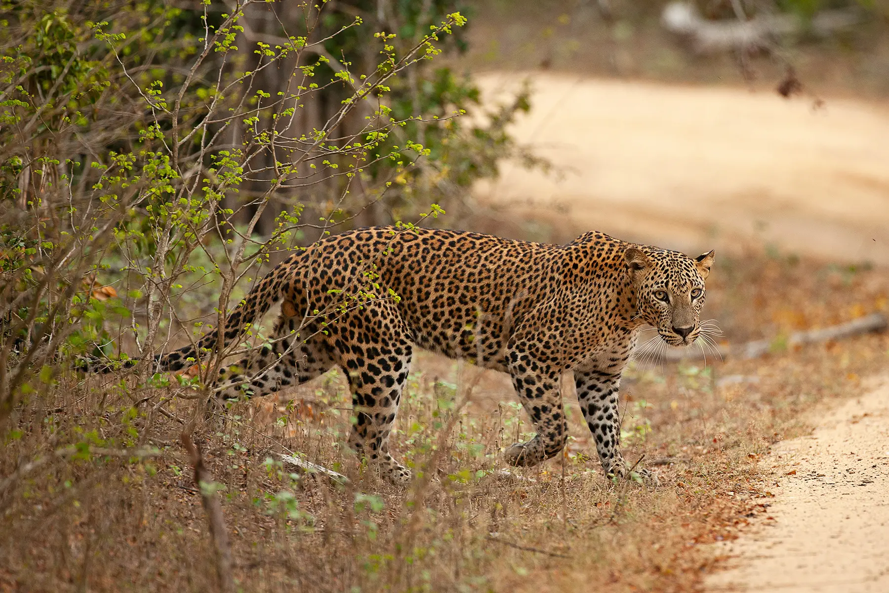 Wildlife in Sri Lanka